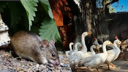 Hantavirus vs Bird Flu: Which Viral Infection Spreads Faster To Humans?