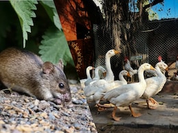 Hantavirus vs Bird Flu: Which Viral Infection Spreads Faster To Humans?