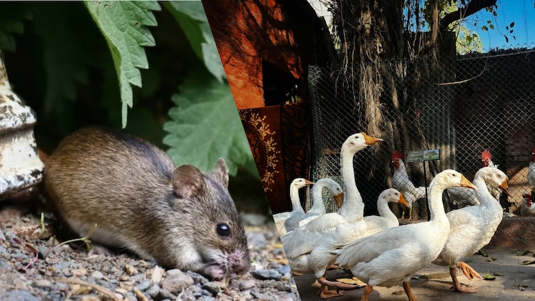Hantavirus vs Bird Flu: Which Viral Infection Spreads Faster To Humans?