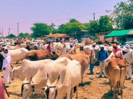 Sambhajinagar News : इंधन दरवाढीचा परिणाम थेट जनावरांच्या बाजारावर; बैलजोड्यांचे दर ऐकून शेतकऱ्यांच्या पायाखालची जमीन सरकली
