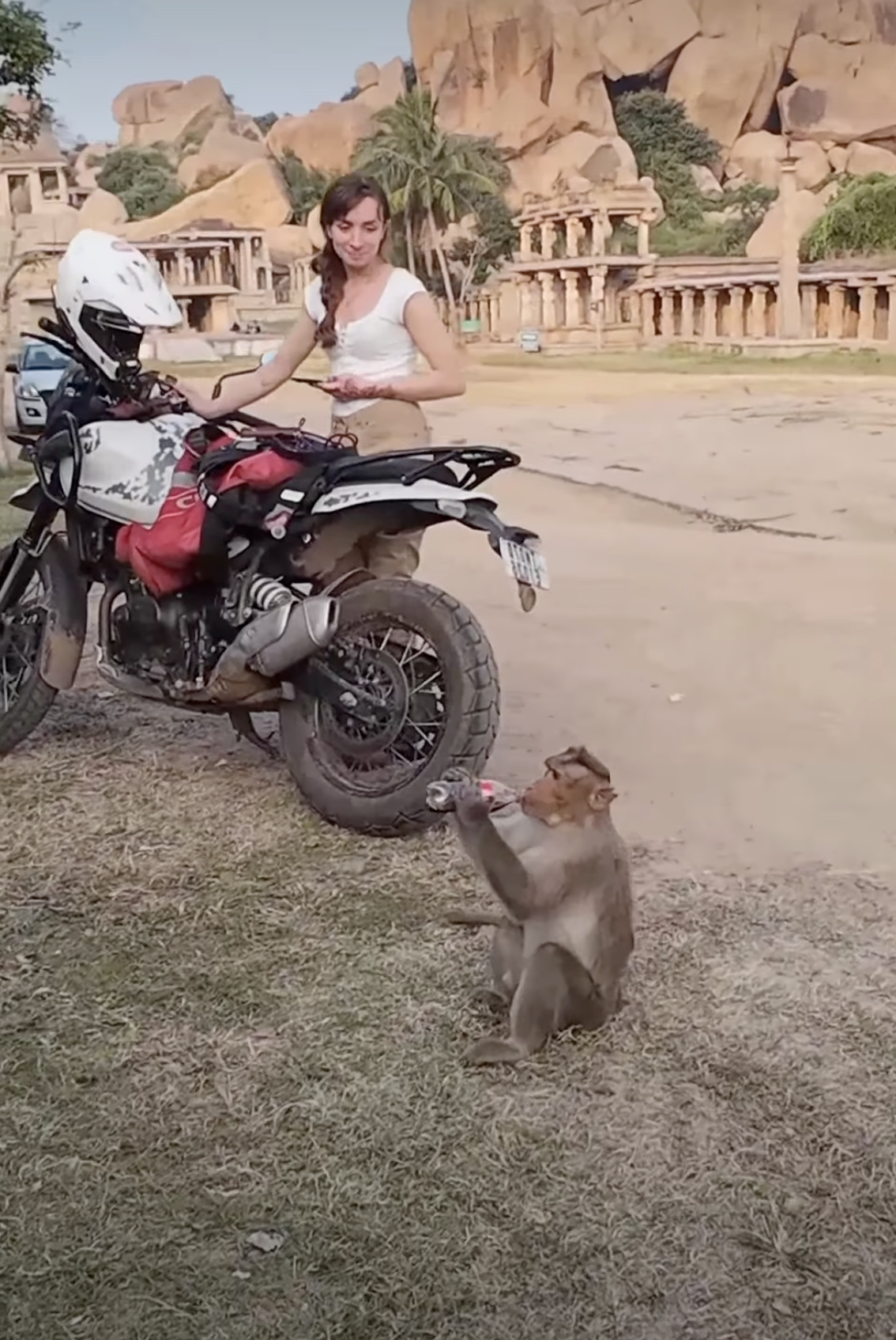 Monkey Steals Tourist's Coca-Cola In India, Internet Calls It 'Tourist Tax'