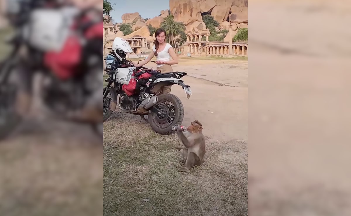 Monkey Steals Tourist's Coca-Cola In India, Internet Calls It 'Tourist Tax'