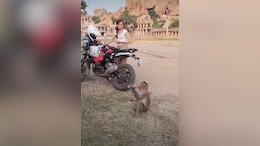 Monkey Steals Foreign Tourist's Coca-Cola In India, Internet Calls It 'Tourist Tax'