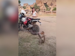 Monkey Steals Tourist's Coca-Cola In India, Internet Calls It 'Tourist Tax'