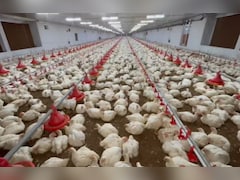 ओडिशा में एक साथ मर गई 5,300 मुर्गियां! फार्म मालिक ने बिजली-डीजल संकट को बताया वजह