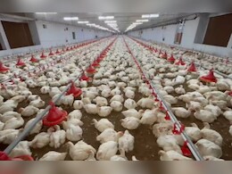 ओडिशा में एक साथ मर गईं 5,300 मुर्गियां! फार्म मालिक ने बिजली-डीजल संकट को बताया वजह