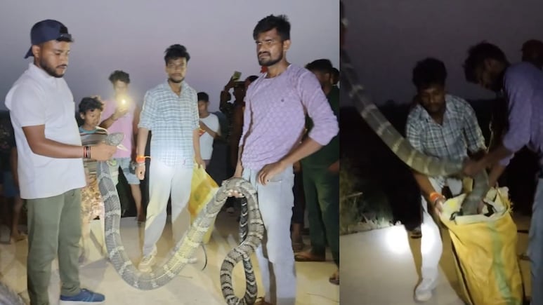ब&zwj;िहार: कमरे में फन फैलाकर खड़ा था 12 फीट का क&zwj;िंग कोबरा, फुफकार से घर वालों की न&zwj;िकली चीख&nbsp;