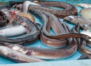 Japan stores will sell eel bred in captivity priced at  ..
