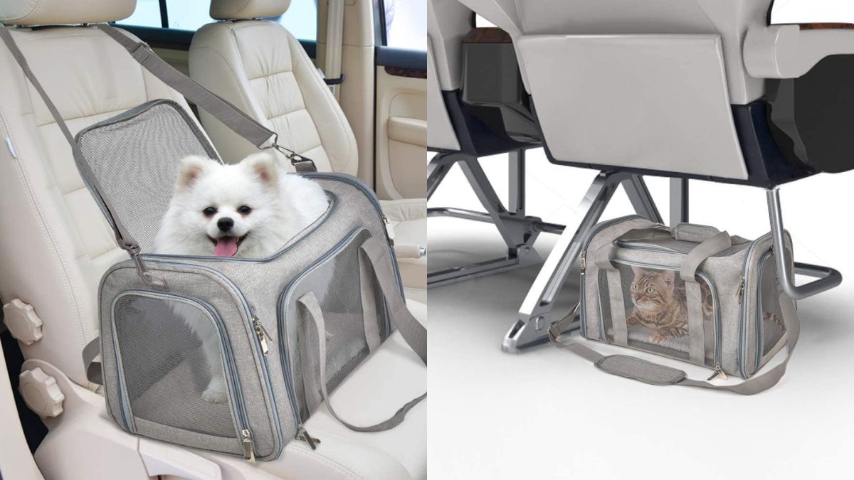 5 Best Cat Carriers for Short Trips Under ₹1500: These provide portability, ventilation and comfort. 5 Best Cat Carriers for Short Trips Under ₹1500: These provide portability, ventilation and comfort.
