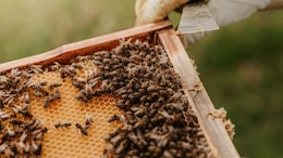"Since Day 1, I've Made A Profit": US College Student Pays Tuition By Beekeeping, Selling Honey