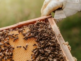 "Since Day 1, I've Made A Profit": US College Student Pays Tuition By Beekeeping, Selling Honey