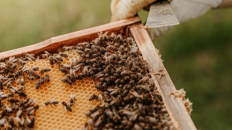 "Since Day 1, I've Made A Profit": US College Student Pays Tuition By Beekeeping, Selling Honey