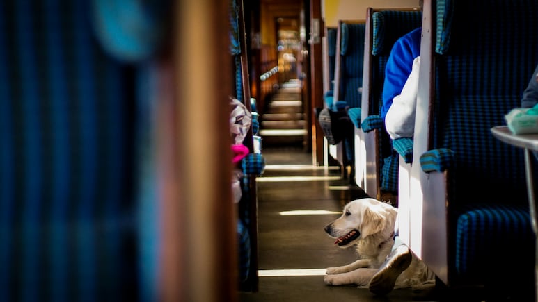 Travelling With Pets On Vande Bharat? Follow This Booking Process