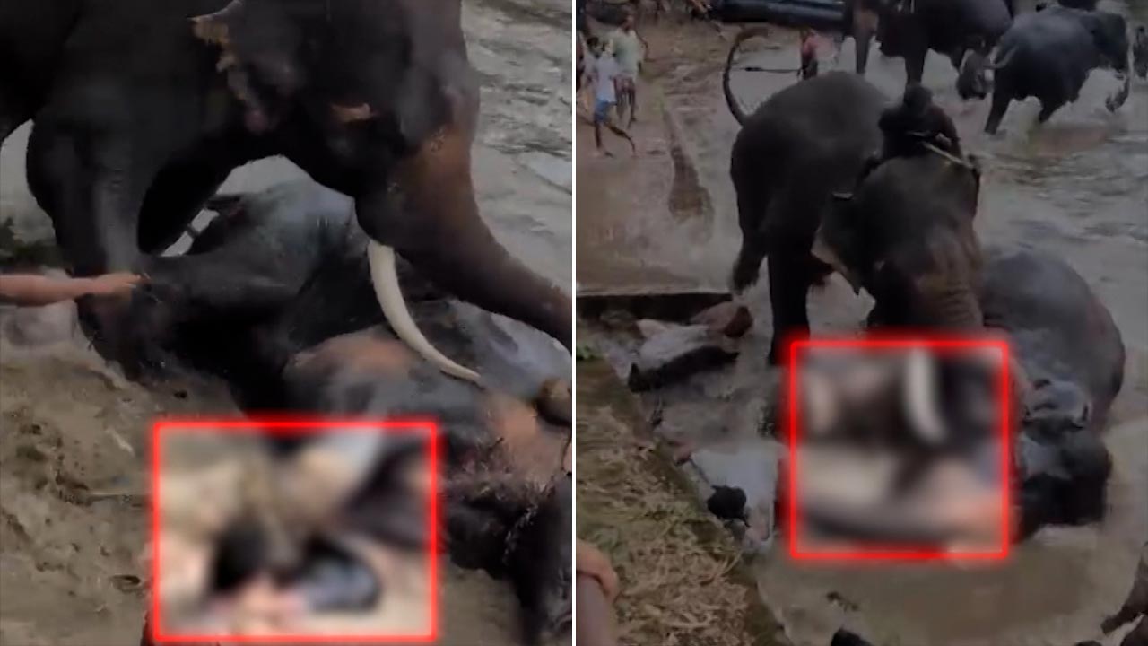 Tourist Trampled Under Two Fighting Elephants At Karnataka Wildlife Camp