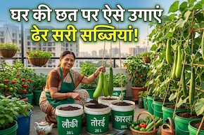 छत पर नहीं है जगह? बाल्टी में उगाएं बेल वाली सब्जी, पूरा मोहल्ला पूछेगा तरीका