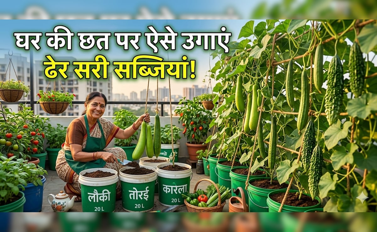 छत पर नहीं है जगह? बाल्टी में उगाएं बेल वाली सब्जी, पूरा मोहल्ला पूछेगा तरीका