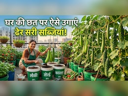 छत पर नहीं है जगह? बाल्टी में उगाएं बेल वाली सब्जी, पूरा मोहल्ला पूछेगा तरीका