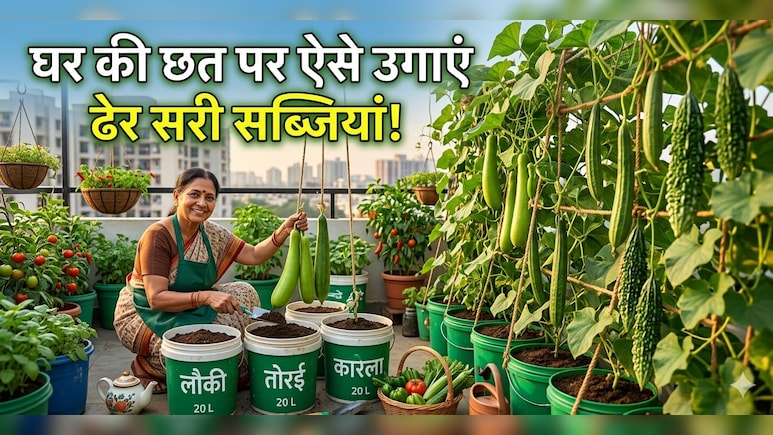 छत पर नहीं है जगह? बाल्टी में उगाएं बेल वाली सब्जी, पूरा मोहल्ला पूछेगा तरीका