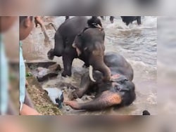 Tourist Trampled Under Two Fighting Elephants At Karnataka Wildlife Camp