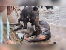 Tourist Trampled Under Two Fighting Elephants At Karnataka Wildlife Camp