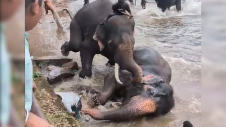 Tourist Trampled Under Two Fighting Elephants At Karnataka Wildlife Camp