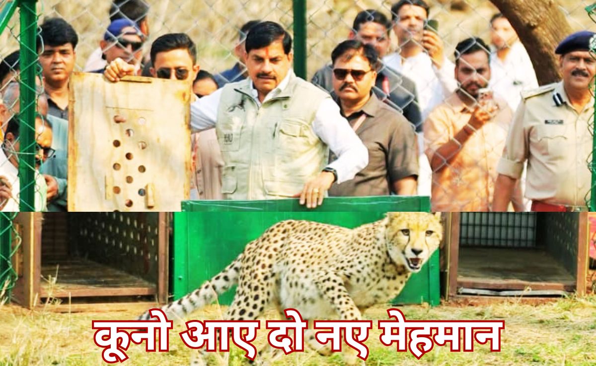 चीतों को रास आई कूनो नेशनल पार्क की आबो-हवा, फिर बढ़ा चीतों का कुनबा, सीएम मोहन ने आज फिर छोड़े 2 चीते