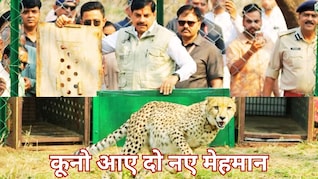 चीतों को रास आई कूनो नेशनल पार्क की आबो-हवा, फिर बढ़ा चीतों का कुनबा, सीएम मोहन ने आज फिर छोड़े 2 चीते