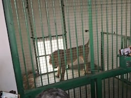 राजस्थान में शेरनी सुनैना को हुआ 106 डिग्री बुखार, भीषण गर्मी से आई हीटस्ट्रोक की चपेट में
