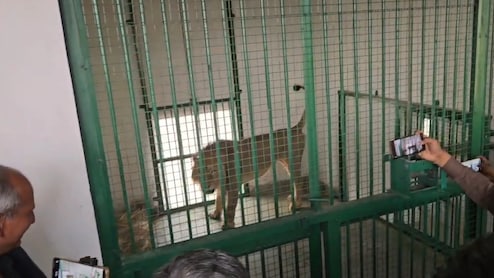 राजस्थान में शेरनी सुनैना को हुआ 106 डिग्री बुखार, भीषण गर्मी से आई हीटस्ट्रोक की चपेट में