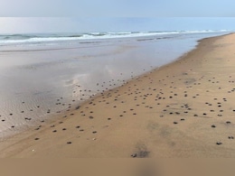 ओडिशा के रुशिकुल्या तट पर ऑलिव रिडले की हैचिंग शुरू; नेस्टिंग में गिरावट, समुद्र की ओर बढ़े हजारों कछुए