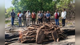 पन्ना टाइगर रिजर्व में 'फिट' बाघ की संदिग्ध मौत! सात दिन पहले हुए रेस्क्यू और मॉनिटरिंग पर उठे सवाल