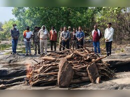 पन्ना टाइगर रिजर्व में 'फिट' बाघ की संदिग्ध मौत! सात दिन पहले हुए रेस्क्यू और मॉनिटरिंग पर उठे सवाल