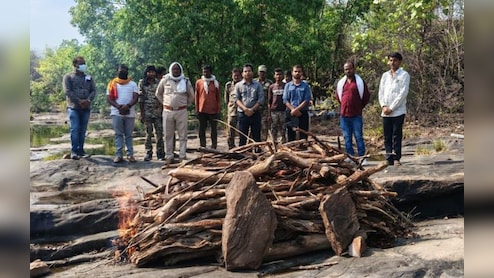 पन्ना टाइगर रिजर्व में 'फिट' बाघ की संदिग्ध मौत! सात दिन पहले हुए रेस्क्यू और मॉनिटरिंग पर उठे सवाल