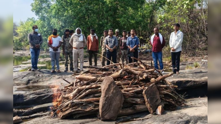 पन्ना टाइगर रिजर्व में 'फिट' बाघ की संदिग्ध मौत! सात दिन पहले हुए रेस्क्यू और मॉनिटरिंग पर उठे सवाल
