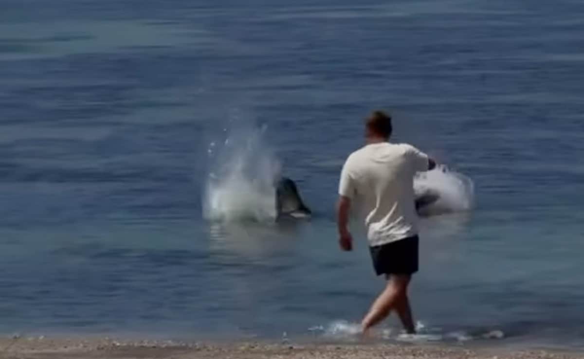 US Man Arrested After Video Shows He Hurled Rock At Endangered Seal In Hawaii