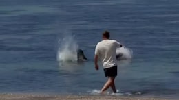 US Man Arrested After Video Shows He Threw Rock At Endangered Seal In Hawaii