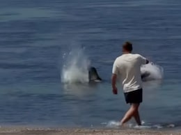 US Man Arrested After Video Shows He Hurled Rock At Endangered Seal In Hawaii