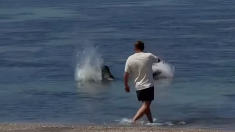 US Man Arrested After Video Shows He Hurled Rock At Endangered Seal In Hawaii