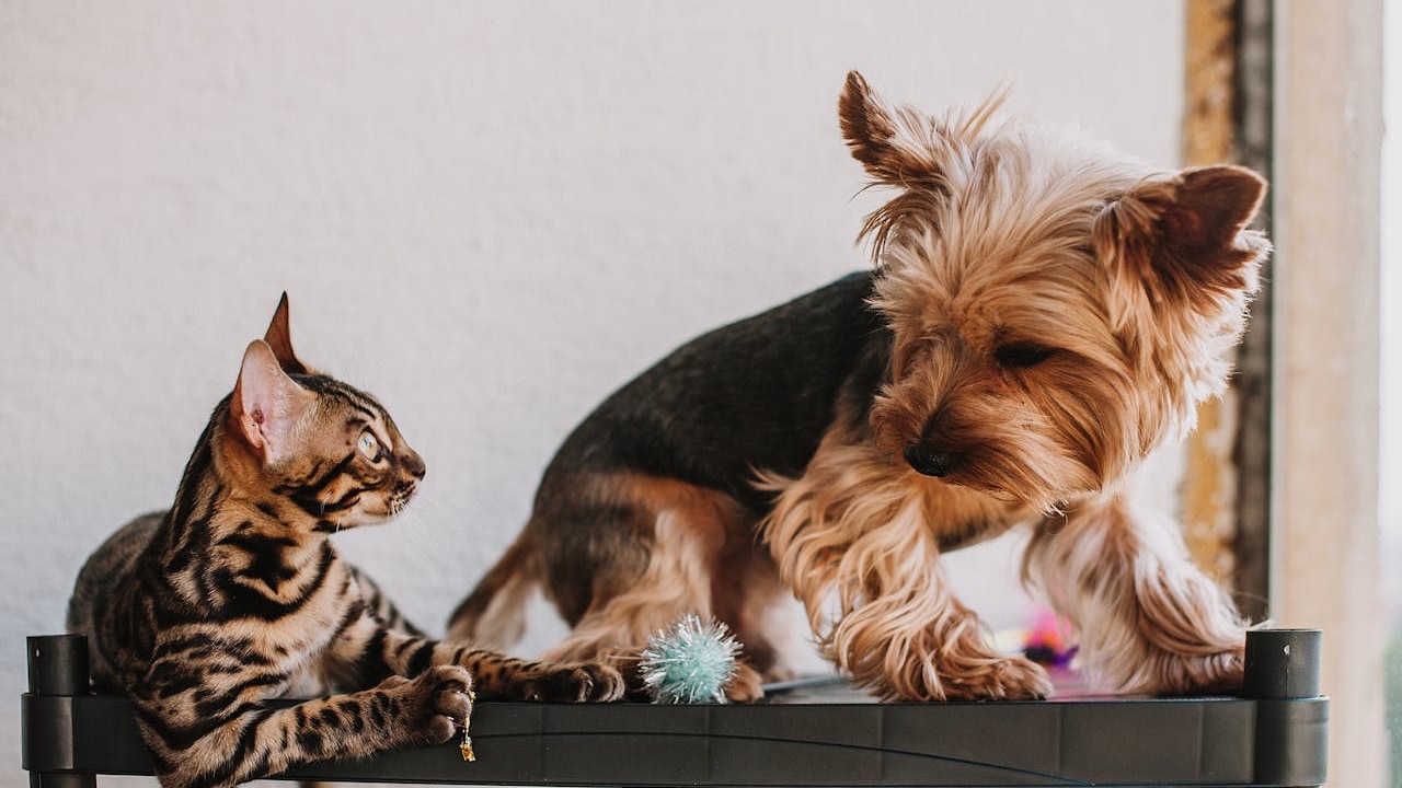 Amazon Wardrobe Refresh Pet Supplies Deals