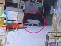 Video: Leopard Rescued From Mercedes-Benz Plant In Pune After 48-Hour Operation