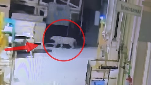 Video: Leopard Rescued From Mercedes-Benz Plant In Pune After 48-Hour Operation