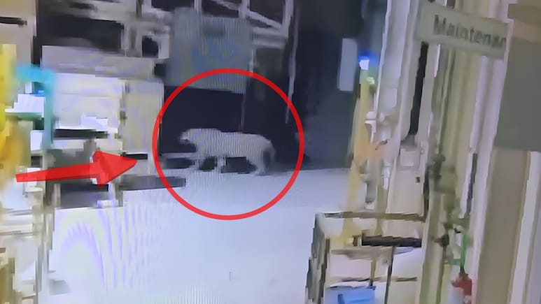 Video: Leopard Rescued From Mercedes-Benz Plant In Pune After 48-Hour Operation