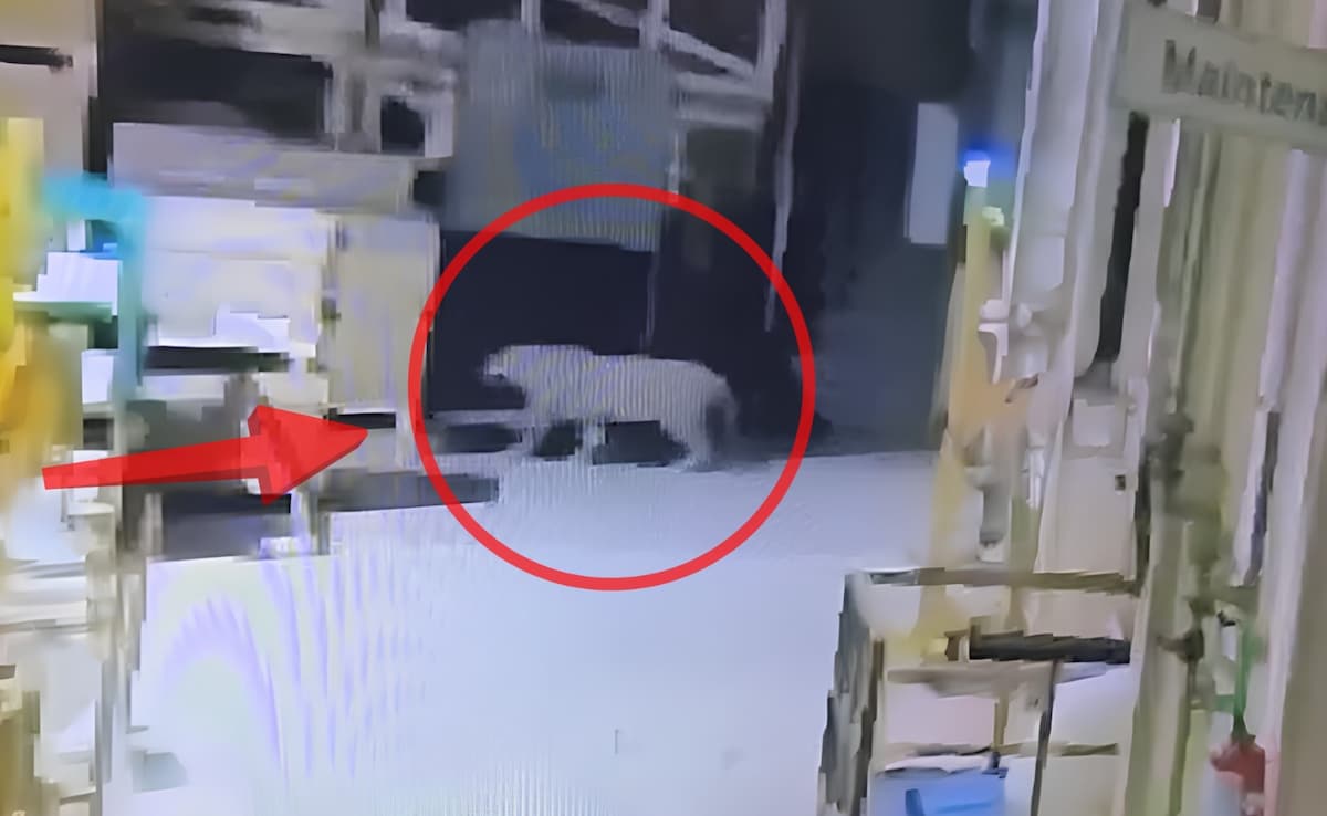 Leopard Captured After Two-Day Rescue at Mercedes-Benz Plant in Pune