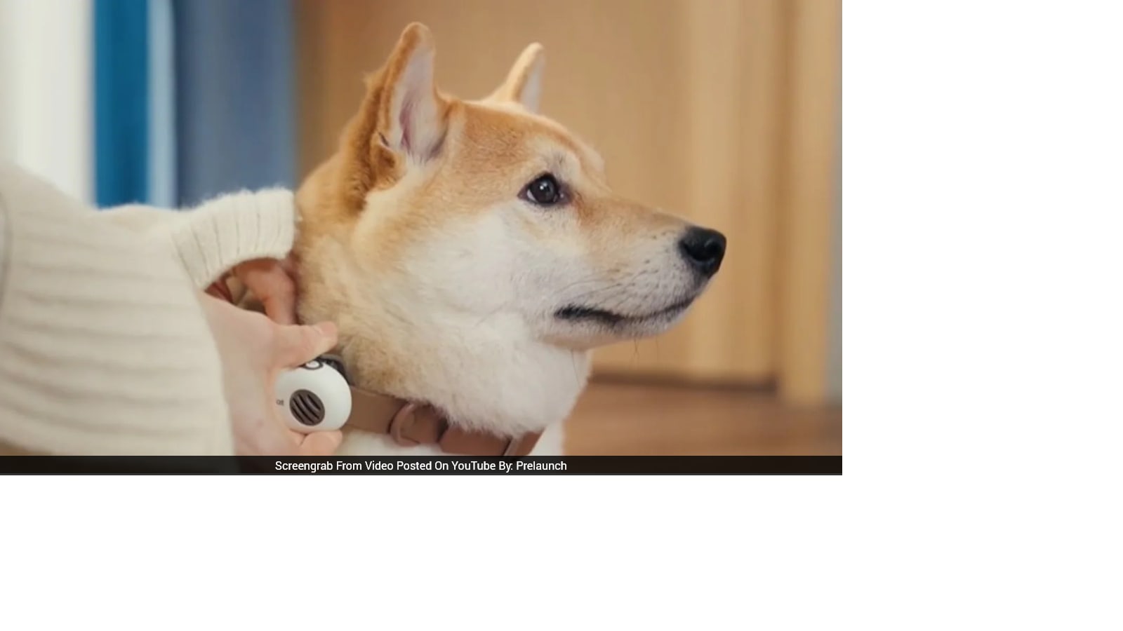 Can AI Read Your Pet’s Mind? New Device Sparks Buzz
