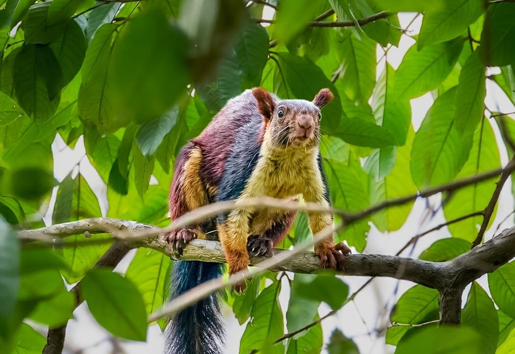 Rare Giant Indian Squirrel: दुर्लभ गिलहरी