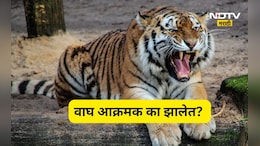 Tiger attack: वाघ चिडतायत,आक्रमक होतायत! वन्यजीव तज्ज्ञांचे धक्कादायक निरिक्षण, 'त्या' घटनेनंतर चिंता वाढली
