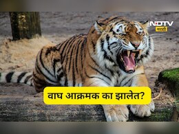 Tiger attack: वाघ चिडतायत,आक्रमक होतायत! वन्यजीव तज्ज्ञांचे धक्कादायक निरिक्षण, 'त्या' घटनेनंतर चिंता वाढली