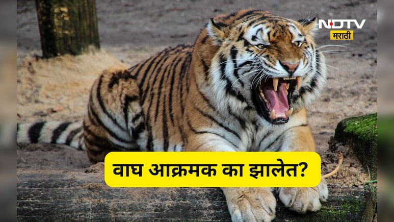 Tiger attack: वाघ चिडतायत,आक्रमक होतायत! वन्यजीव तज्ज्ञांचे धक्कादायक निरिक्षण, 'त्या' घटनेनंतर चिंता वाढली