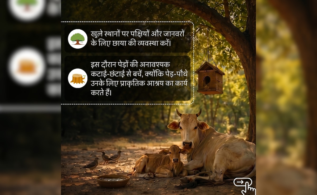 हीटवेव में अपने साथ करें बेजुबान पशुओं का भी बचाव, CSIR ने बताए उन्हें गर्मी से बचाने के 5 आसान तरीके
