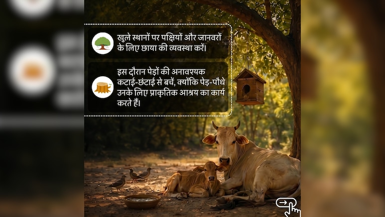 हीटवेव में अपने साथ करें बेजुबान पशुओं का भी बचाव, CSIR ने बताए उन्हें गर्मी से बचाने के 5 आसान तरीके